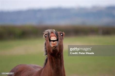 funny horse pics|4,552 Funny Horses Stock Photos & High